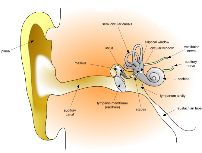 brain-humanear